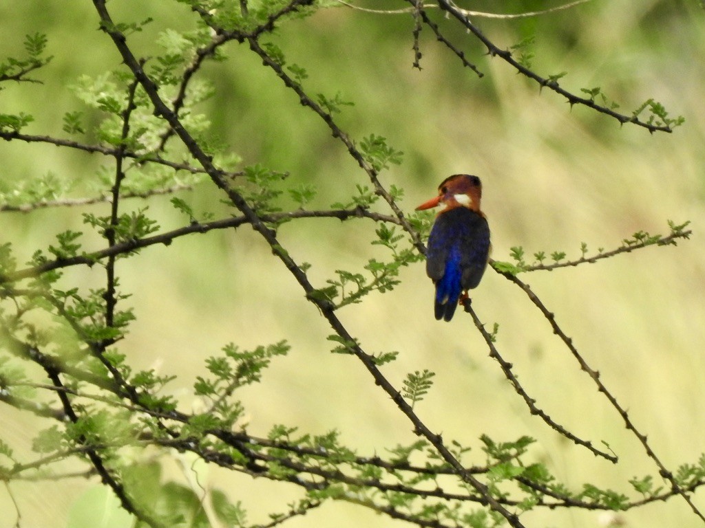 African Pygmy Kingfisher - ML642906483