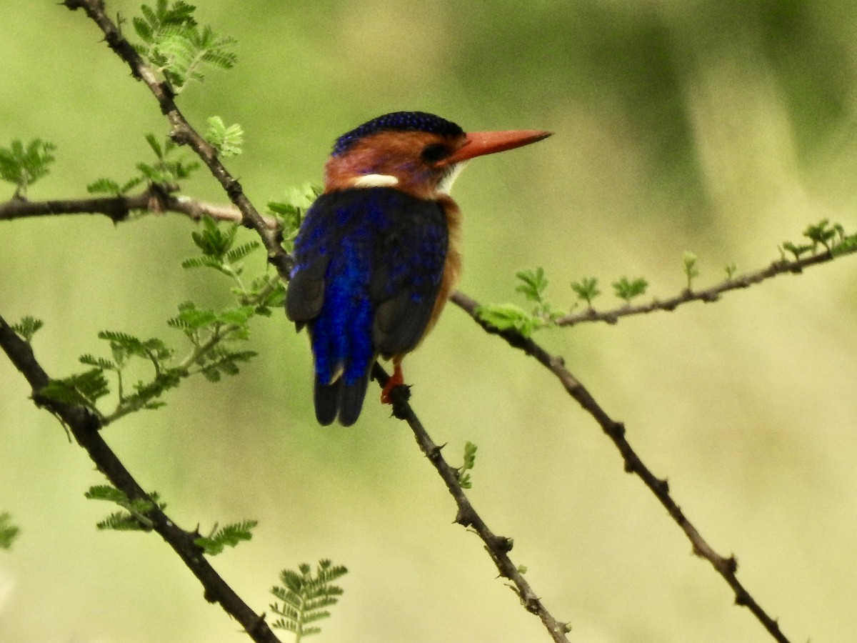 African Pygmy Kingfisher - ML642906489