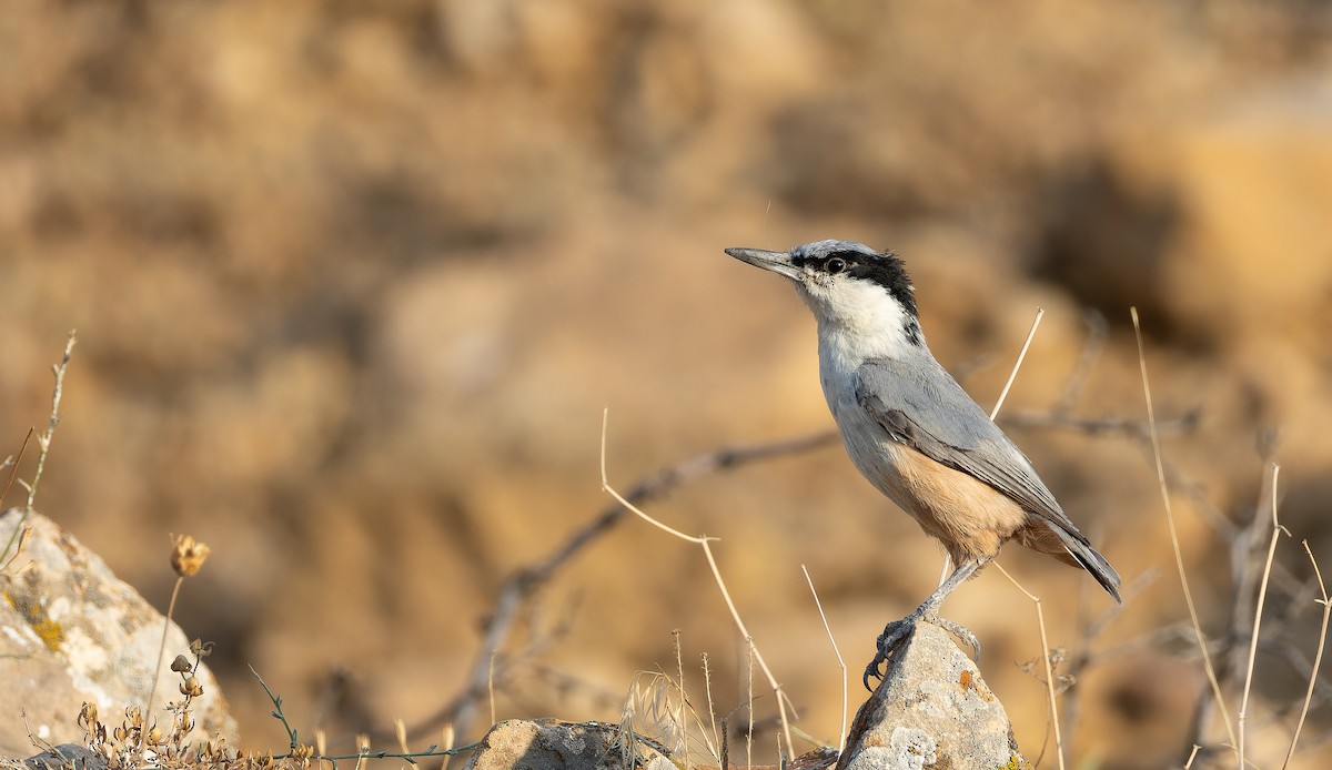 Eastern Rock Nuthatch - ML642906494