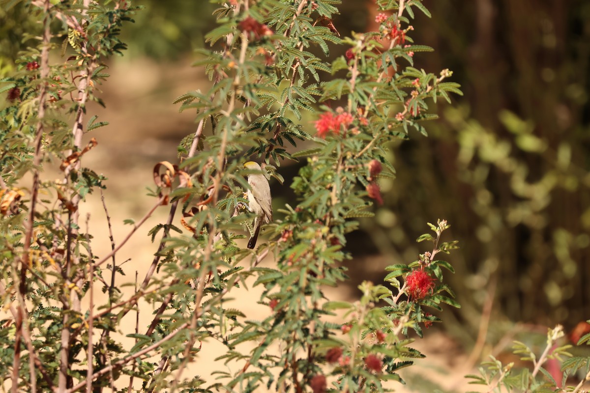 Verdin - ML642906495