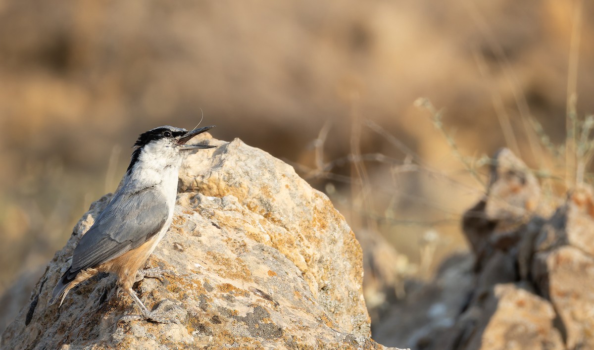Eastern Rock Nuthatch - ML642906496