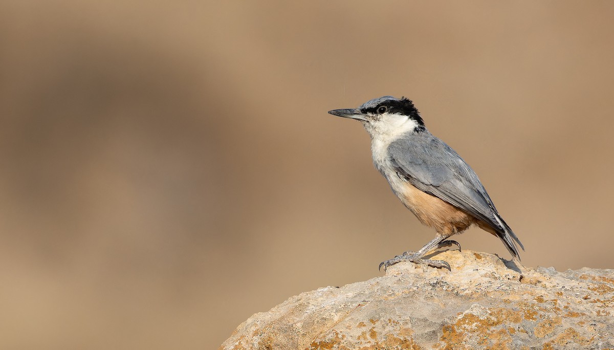 Eastern Rock Nuthatch - ML642906499
