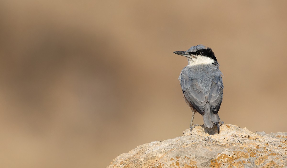 Eastern Rock Nuthatch - ML642906502