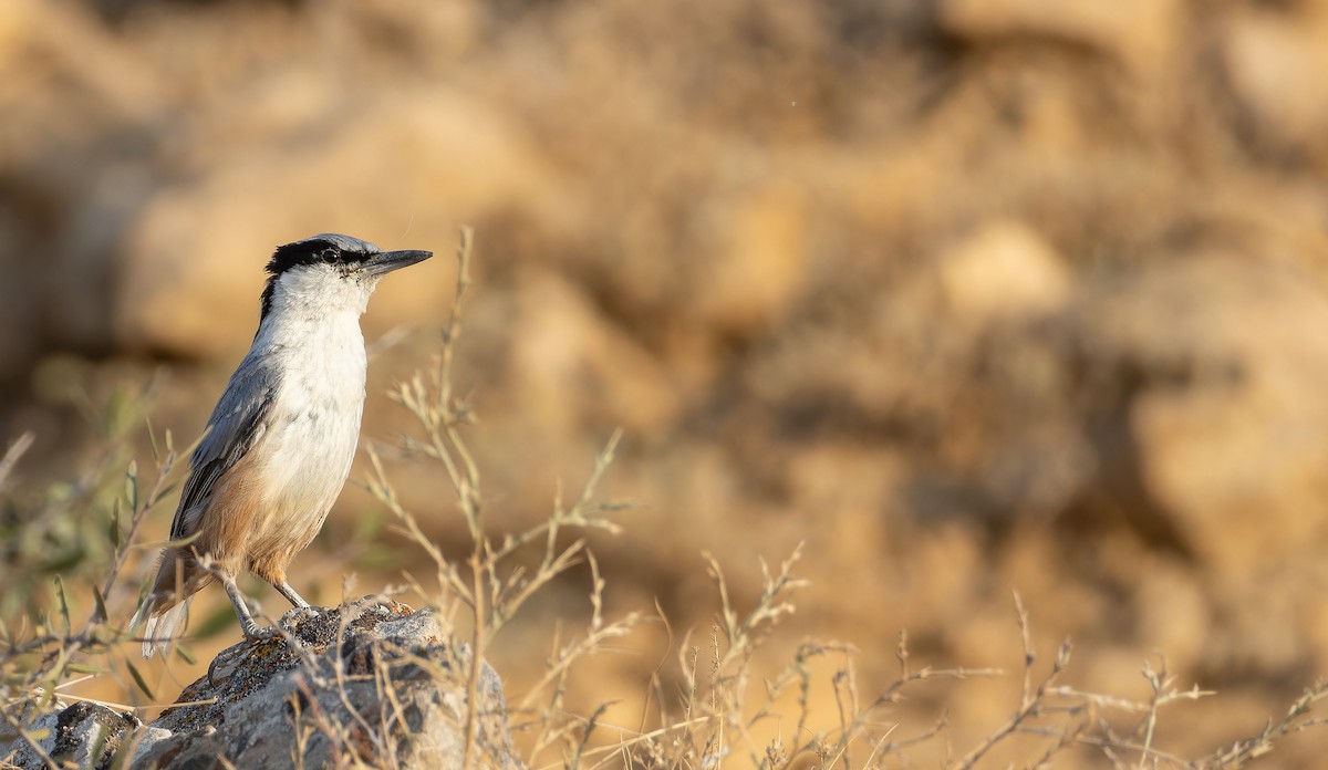 Eastern Rock Nuthatch - ML642906504