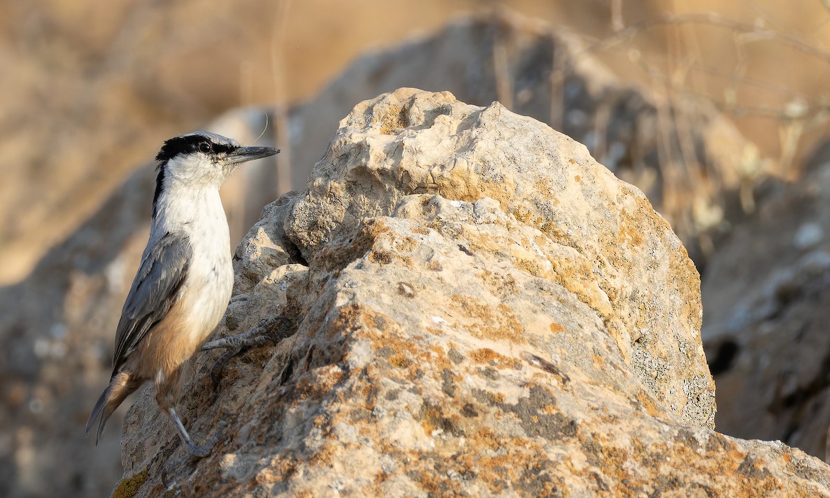 Eastern Rock Nuthatch - ML642906505