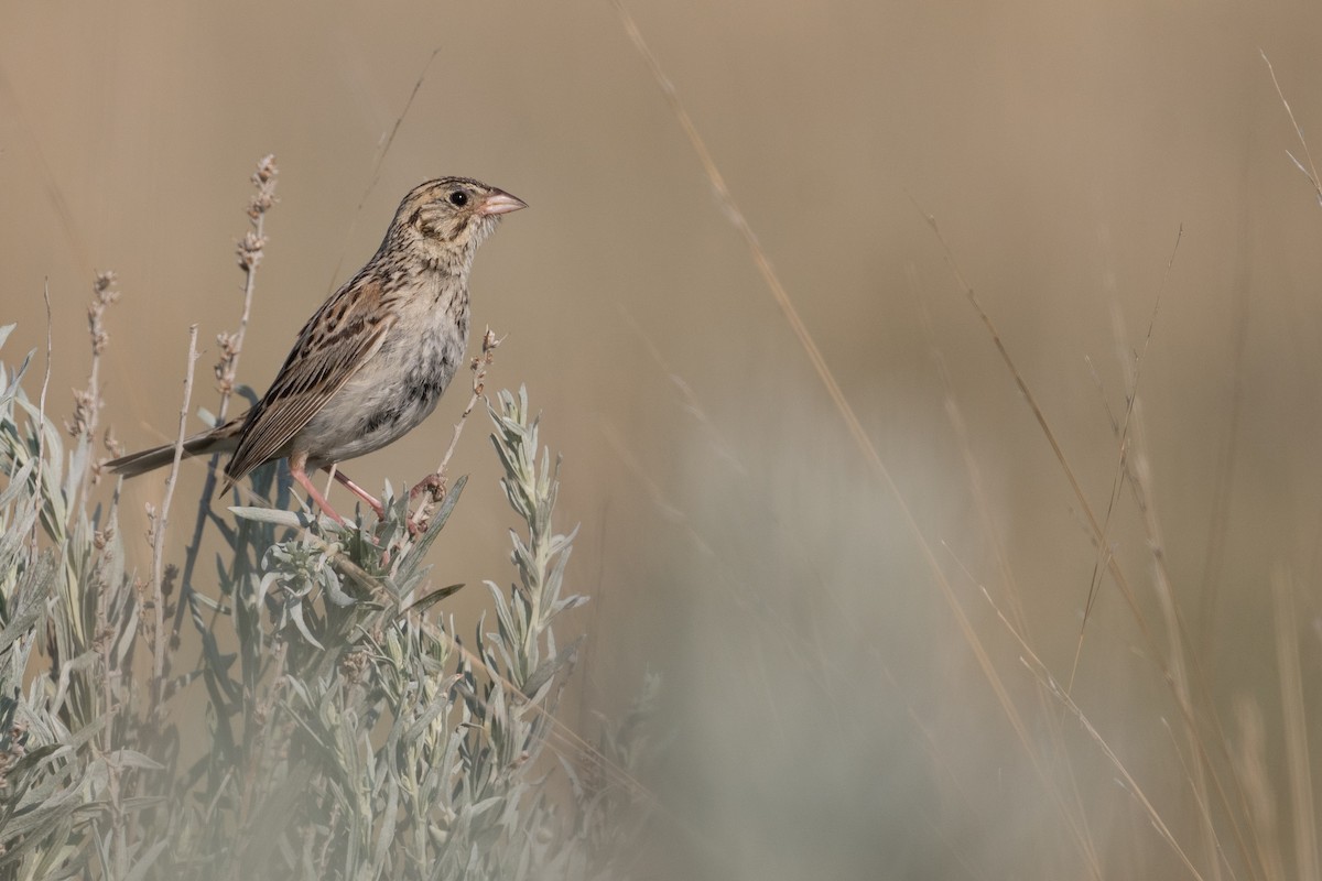Baird's Sparrow - ML642906506