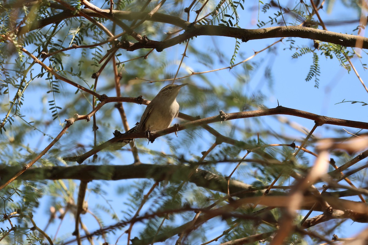 Bewick's Wren - ML642906508