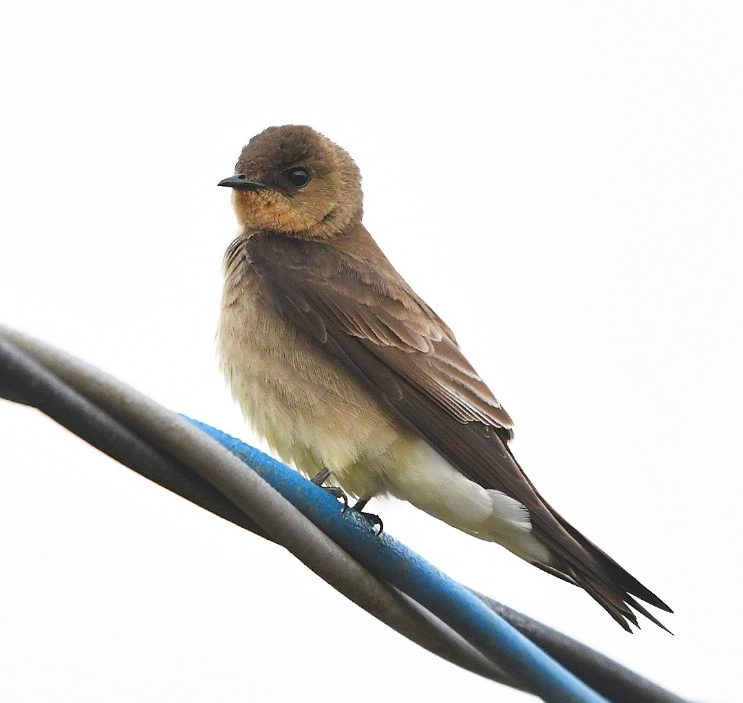 Southern Rough-winged Swallow - ML642906518