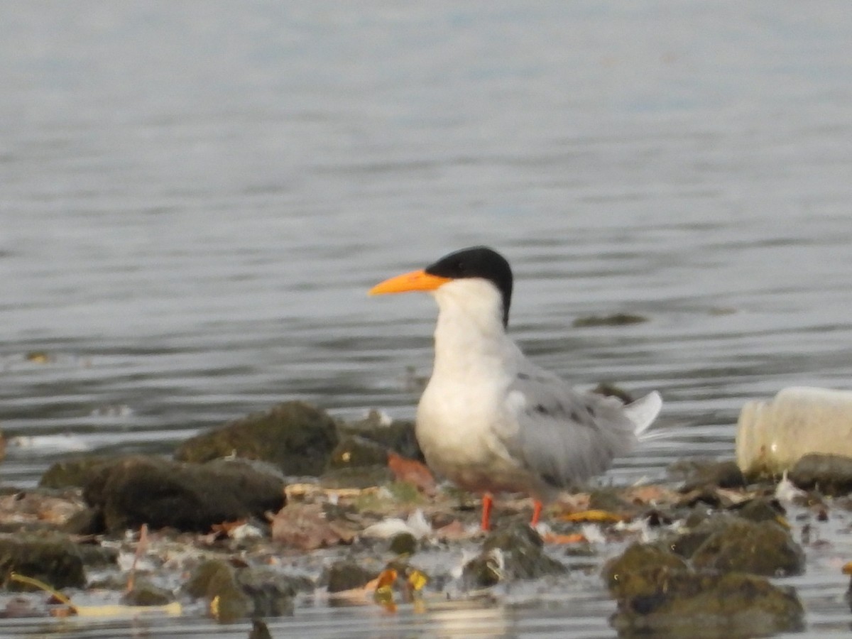 River Tern - ML642906525