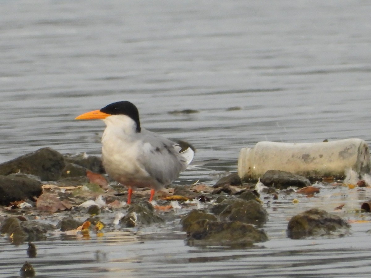River Tern - ML642906526