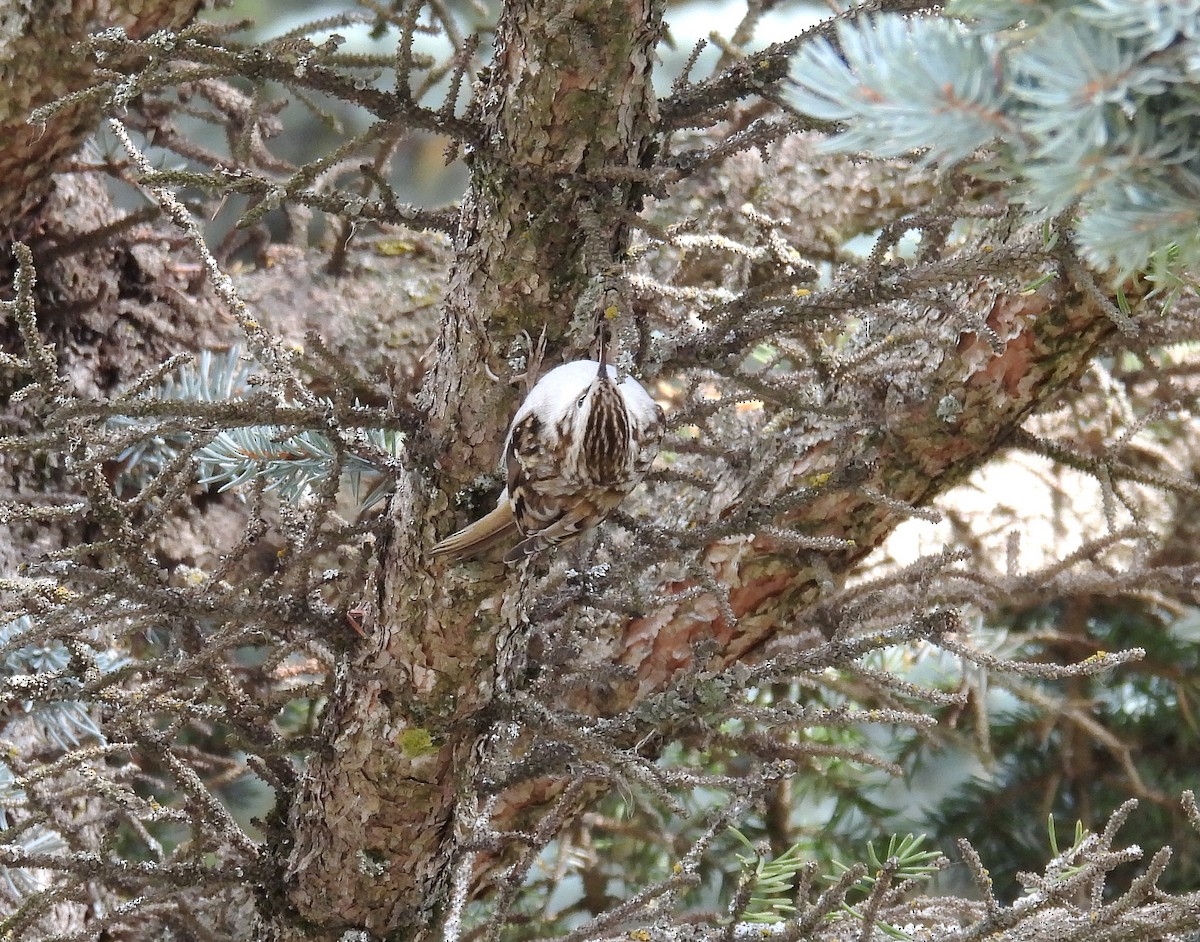 Eurasian Treecreeper - ML642906527