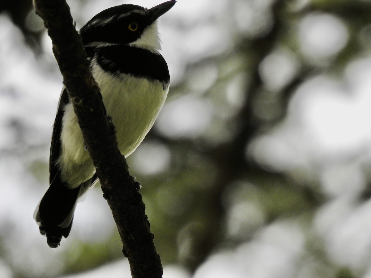 Western Black-headed Batis - ML642906542