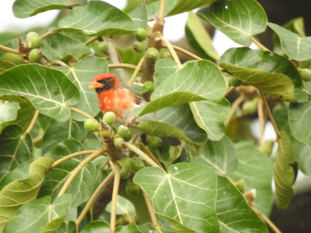Red-headed Weaver - ML642906559