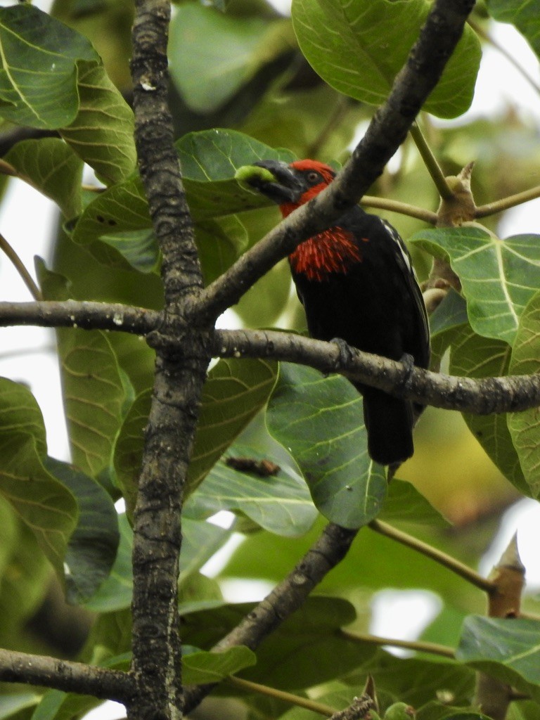 Черноклювая либия - ML642906565