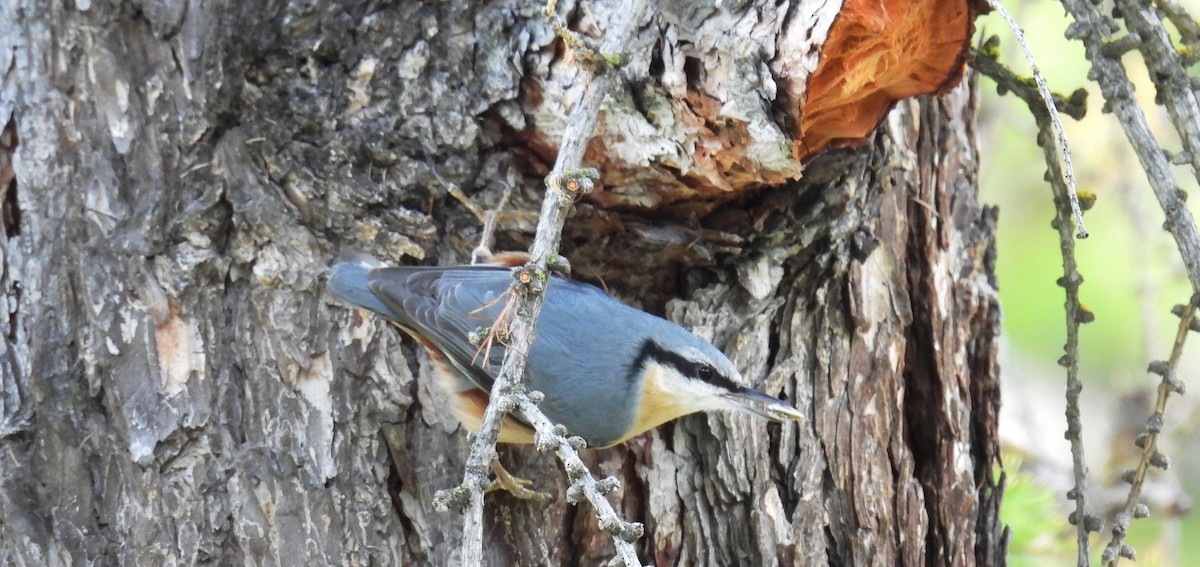 Eurasian Nuthatch - ML642906568