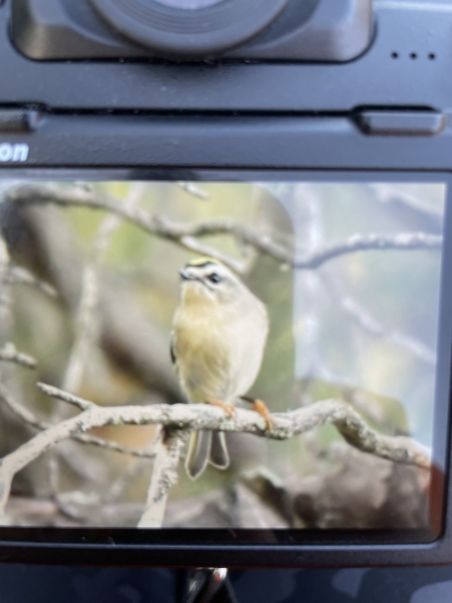 Roitelet à couronne dorée - ML642906586