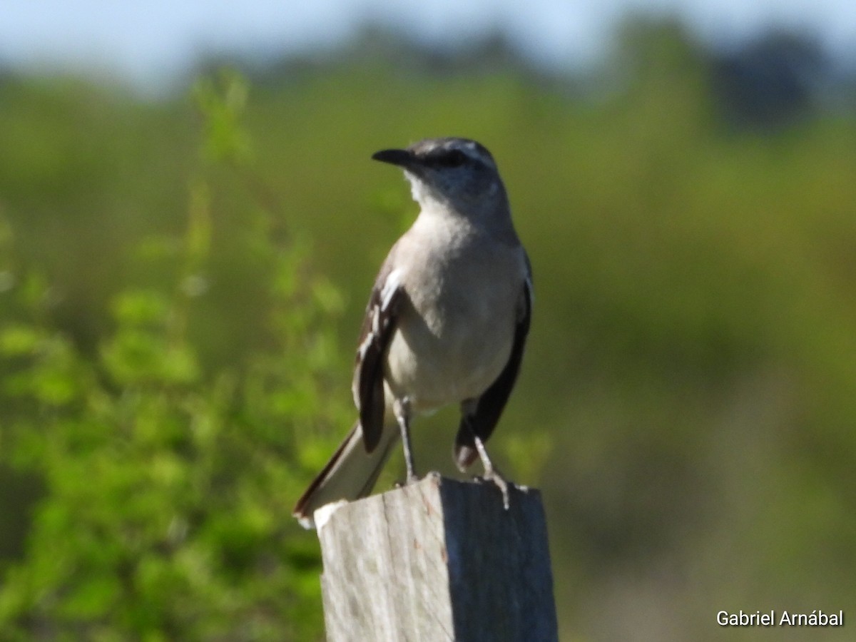 White-banded Mockingbird - ML642906597