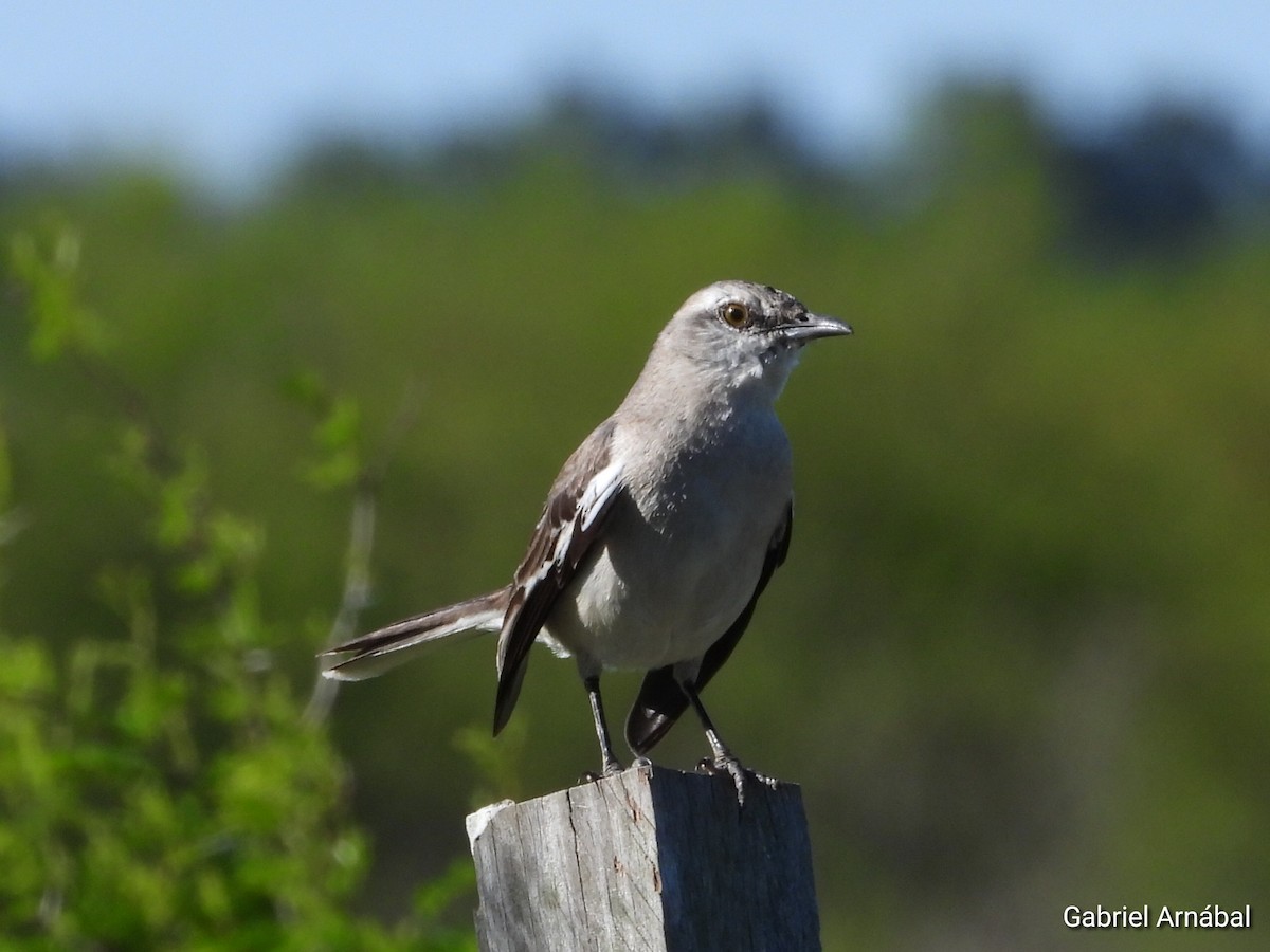 White-banded Mockingbird - ML642906598