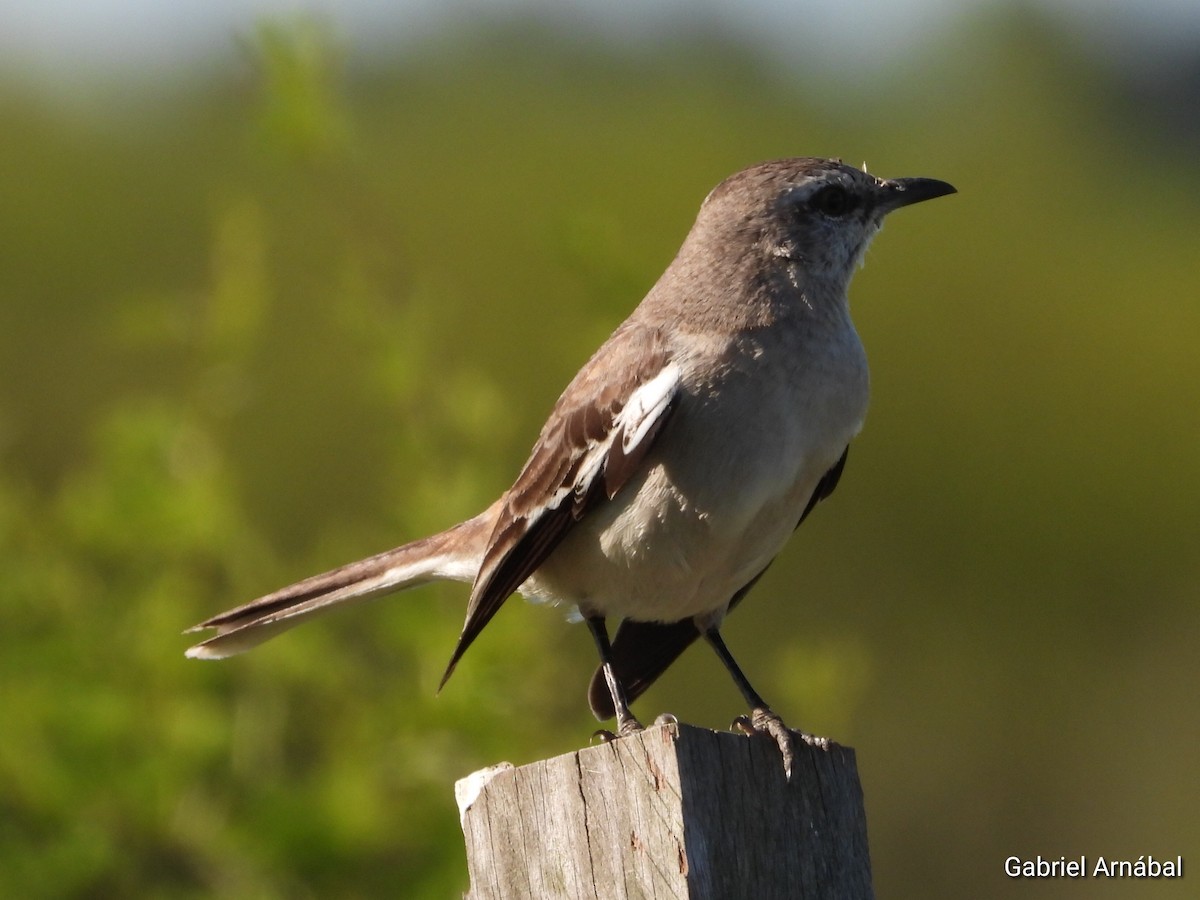 White-banded Mockingbird - ML642906599