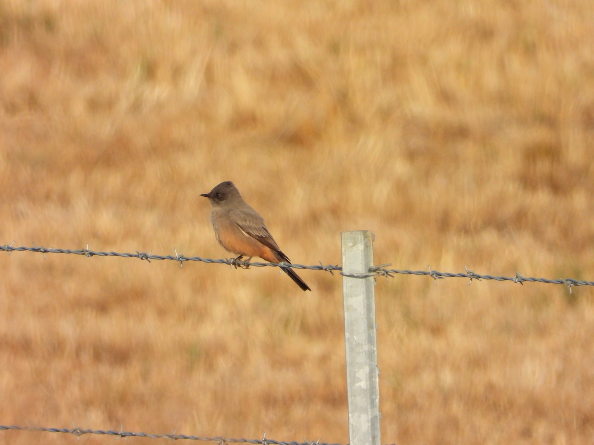 Say's Phoebe - ML642906607