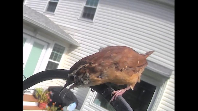 Carolina Wren - ML642906608