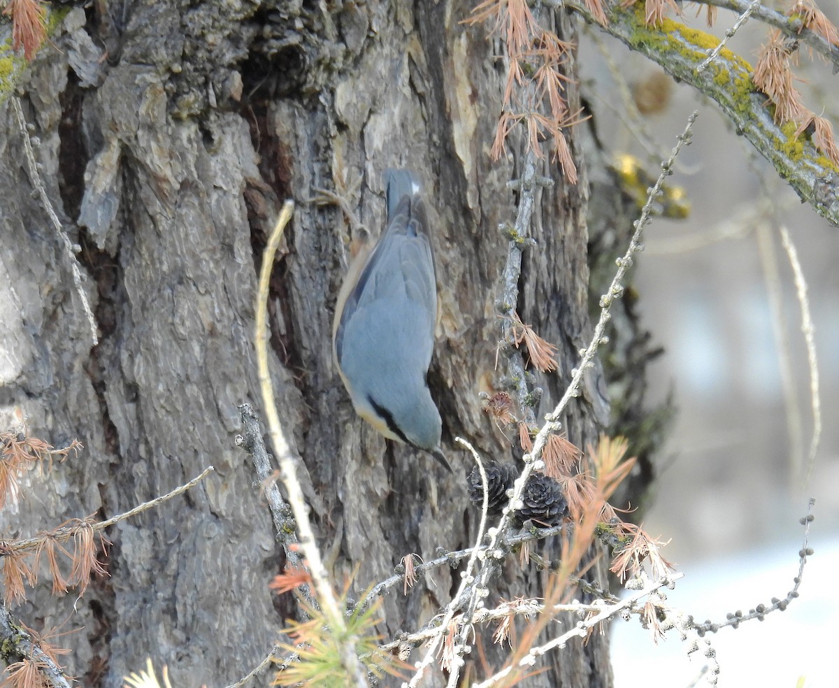 Eurasian Nuthatch - ML642906610