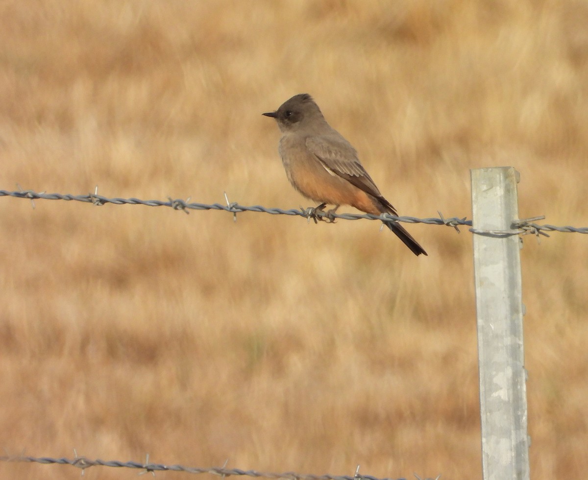 Say's Phoebe - ML642906612