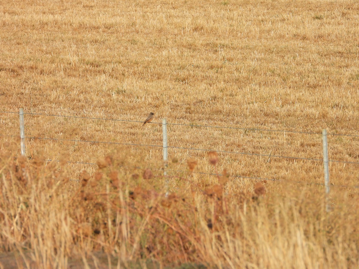 Say's Phoebe - ML642906616