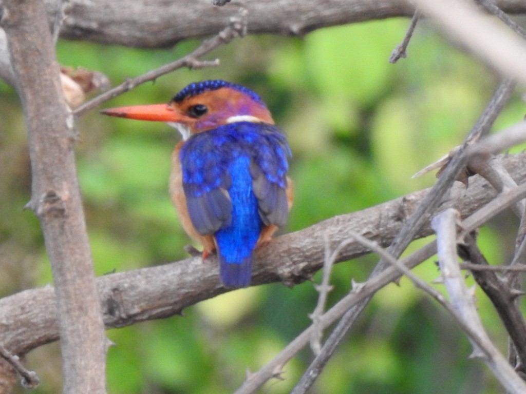 African Pygmy Kingfisher - ML642906627