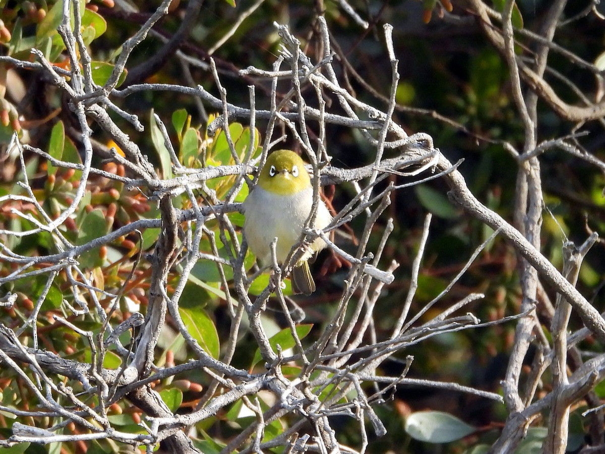 Silvereye - ML642906628