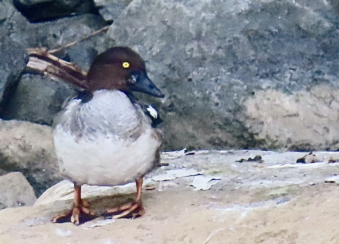 Common Goldeneye - ML642906632