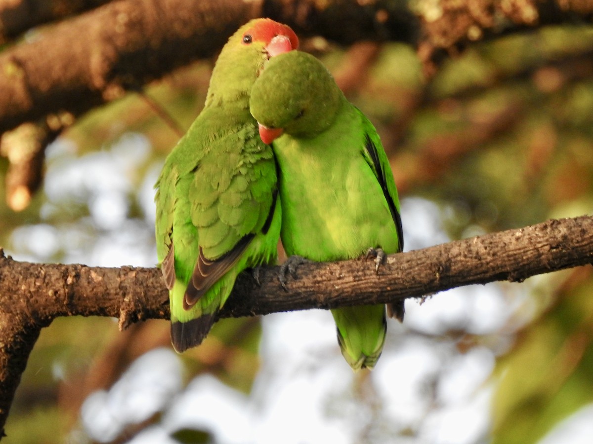 Black-winged Lovebird - ML642906679