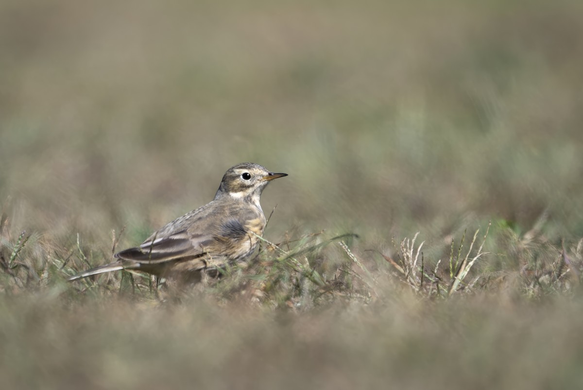 American Pipit - ML642906682