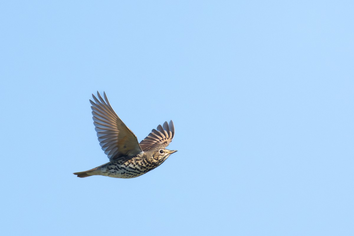 Song Thrush - ML642906687