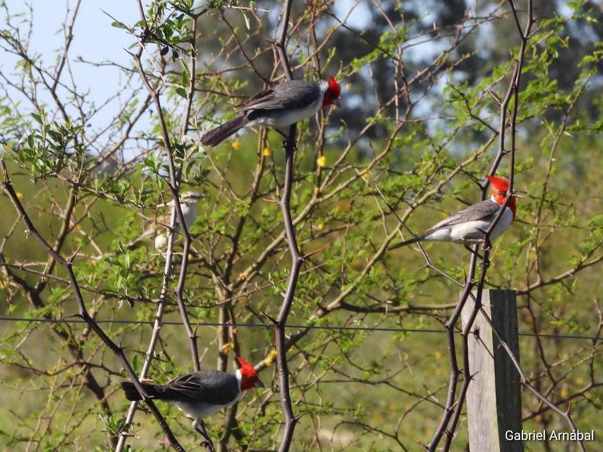 Red-crested Cardinal - ML642906689