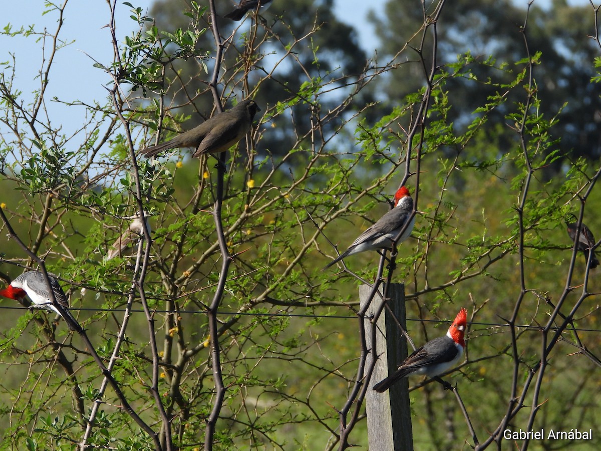 Red-crested Cardinal - ML642906690