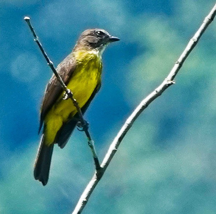 Dusky-chested Flycatcher - ML642906692