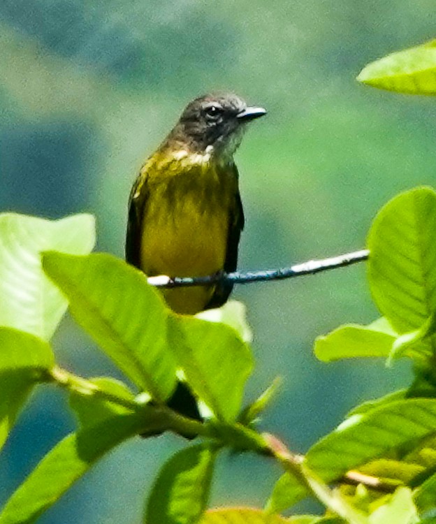 Dusky-chested Flycatcher - ML642906693