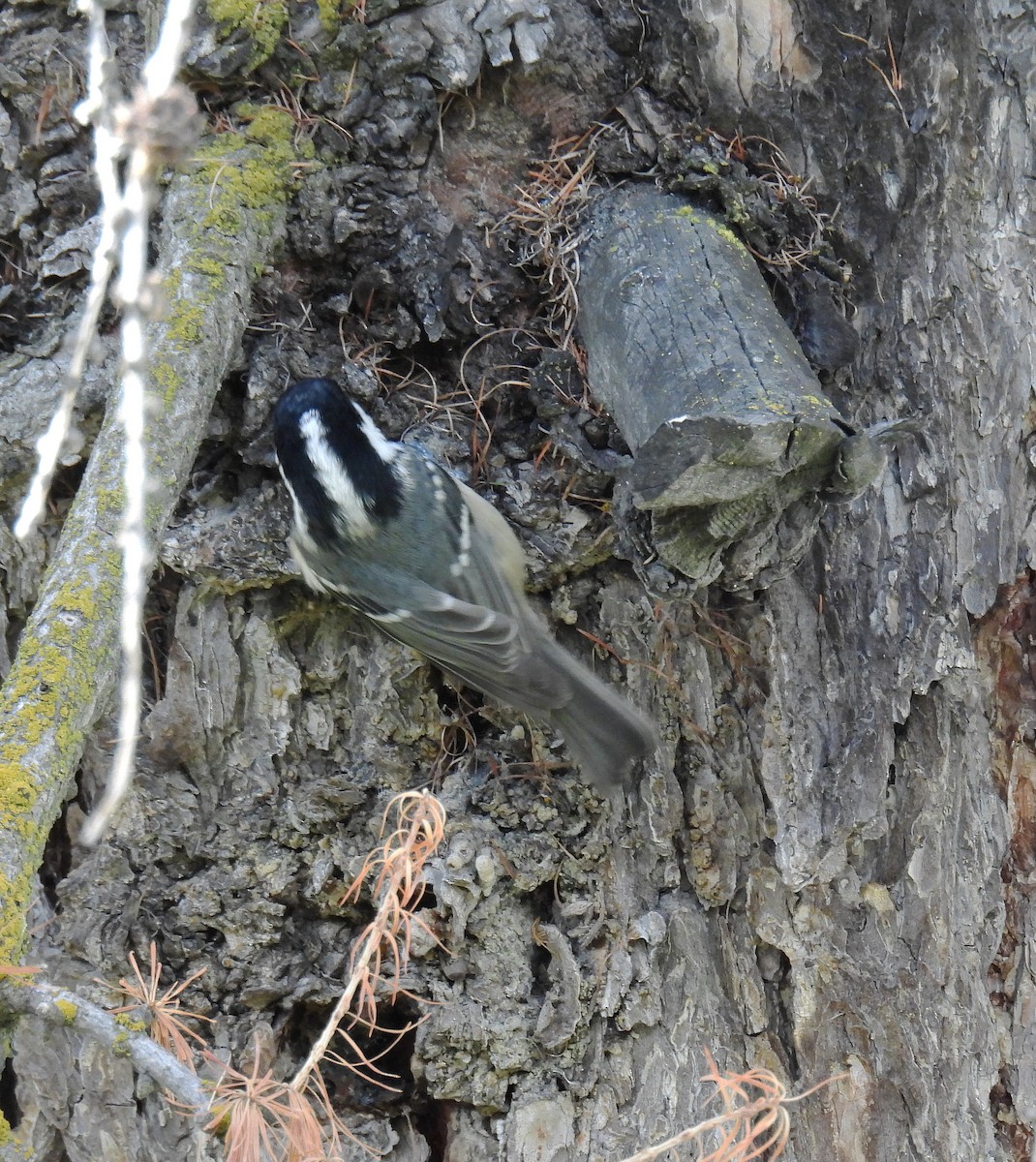 Coal Tit - ML642906694