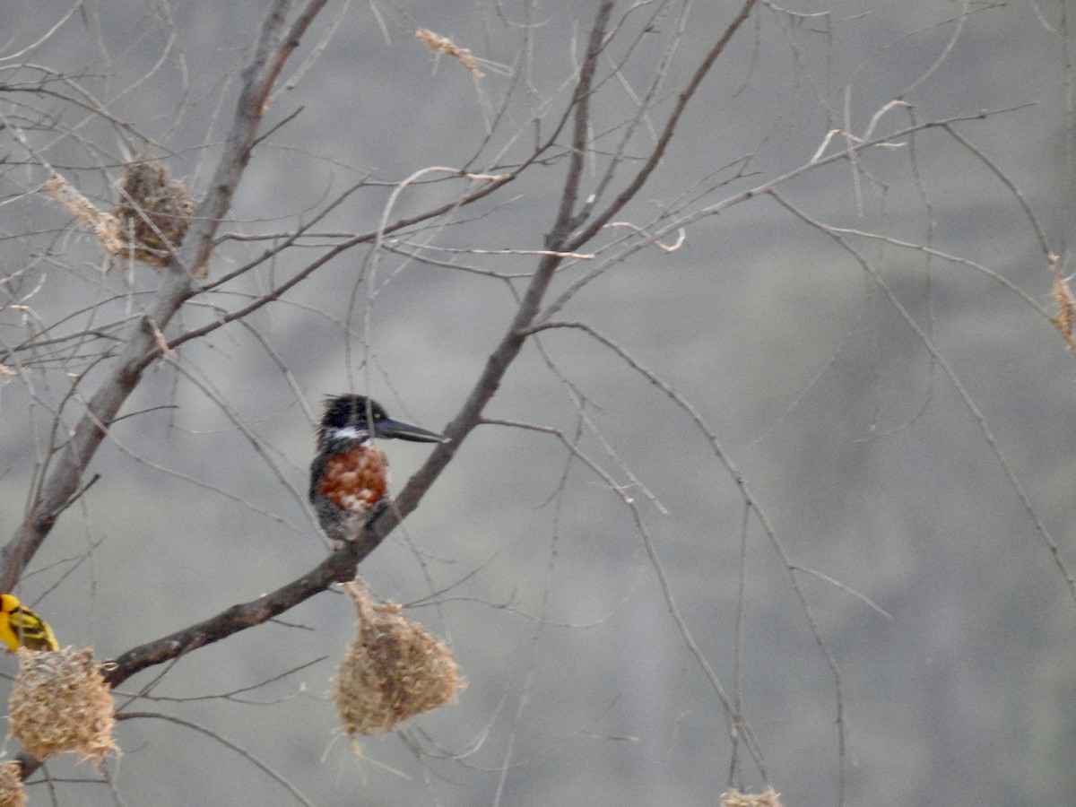 Giant Kingfisher - ML642906697