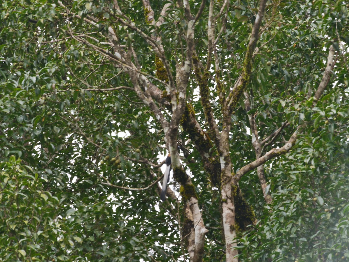 White-bellied Treepie - ML642906705