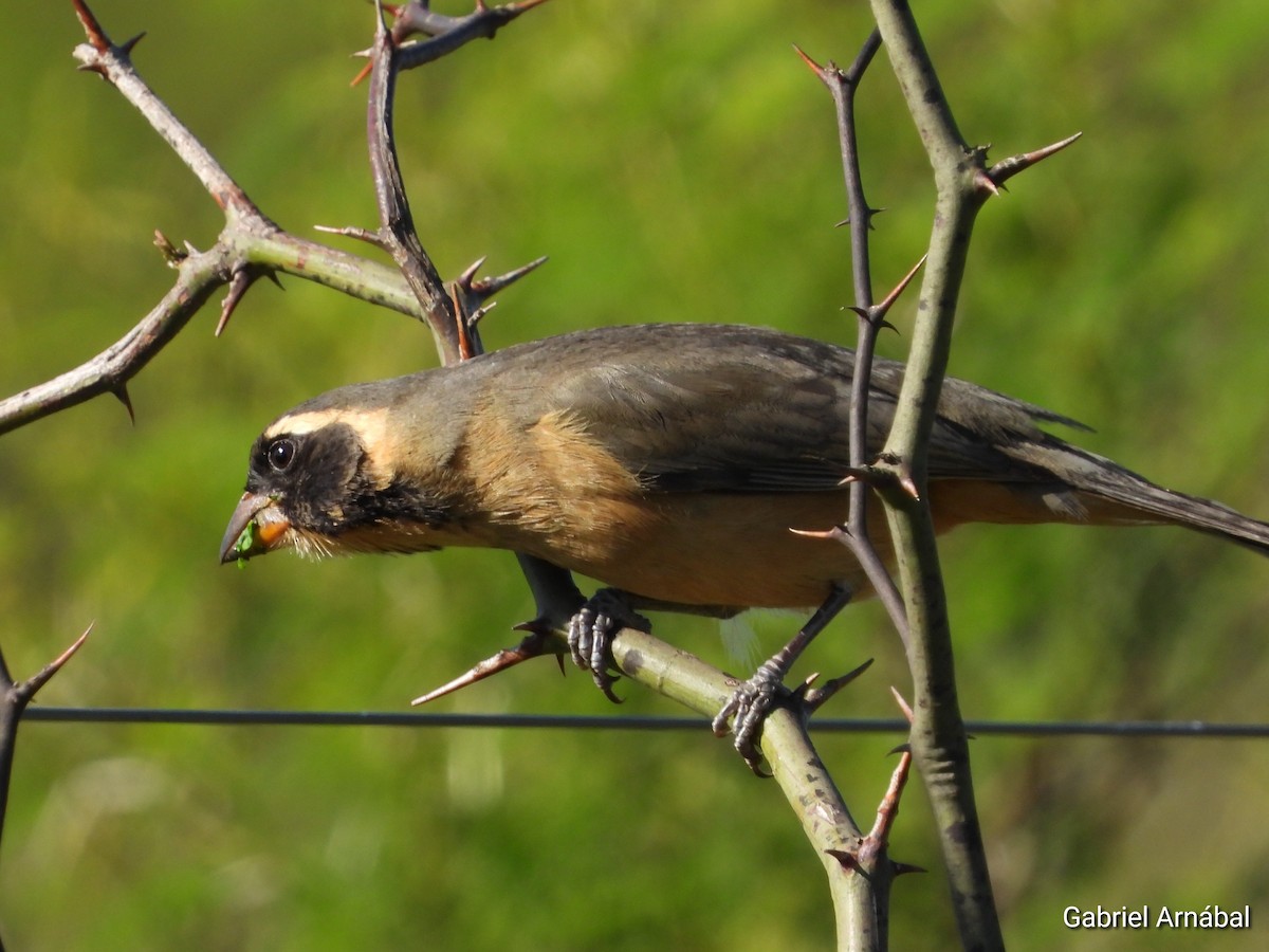 Golden-billed Saltator - ML642906707