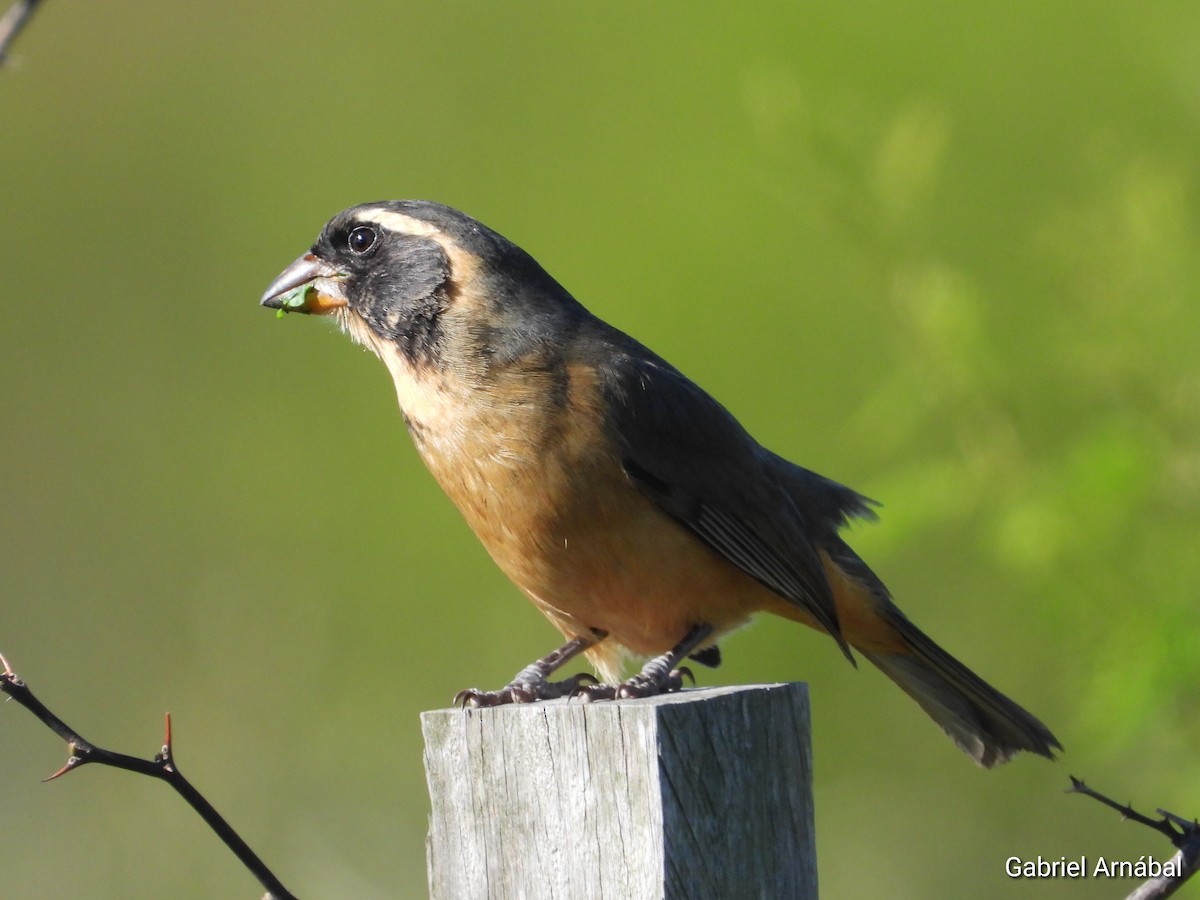 Golden-billed Saltator - ML642906708