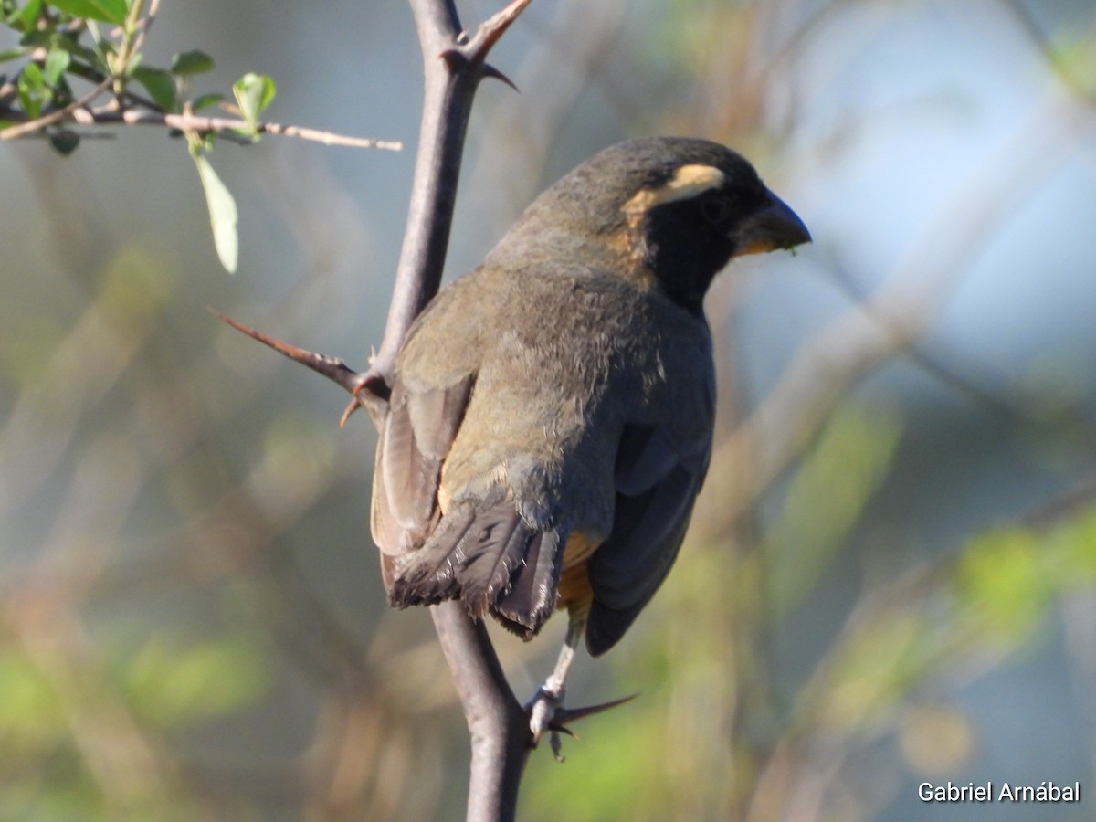 Golden-billed Saltator - ML642906709