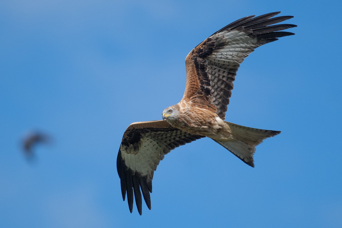 アカトビ - ML642906717