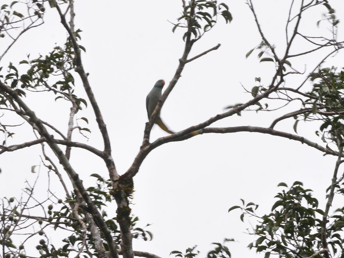 Malabar Parakeet - ML642906719