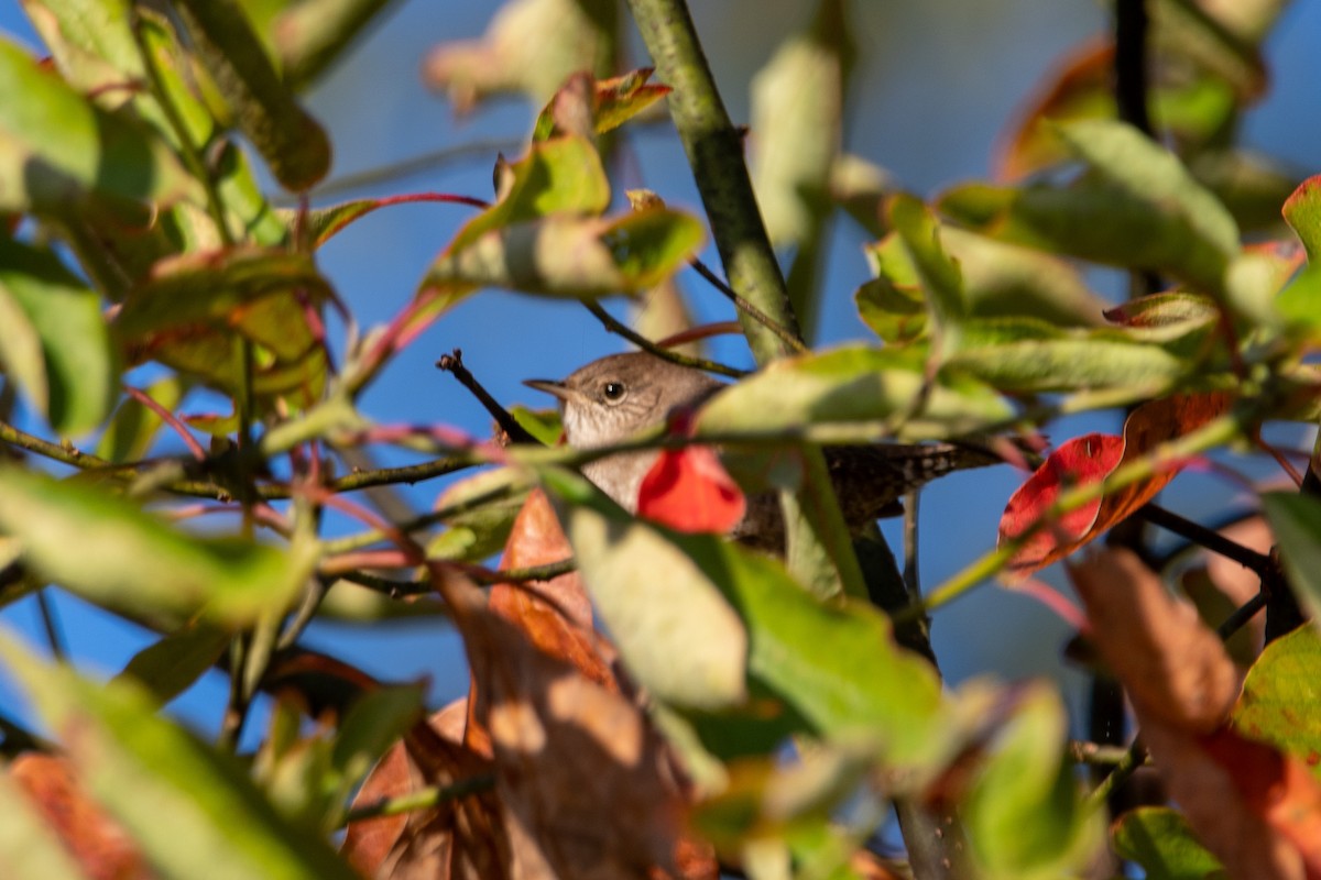 Northern House Wren - ML642906720
