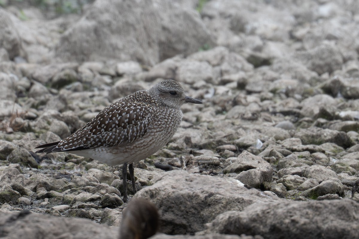 ダイゼン - ML642906721