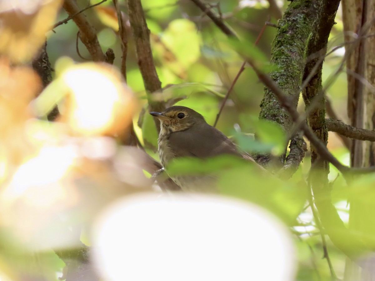 Swainson's Thrush - ML642906730