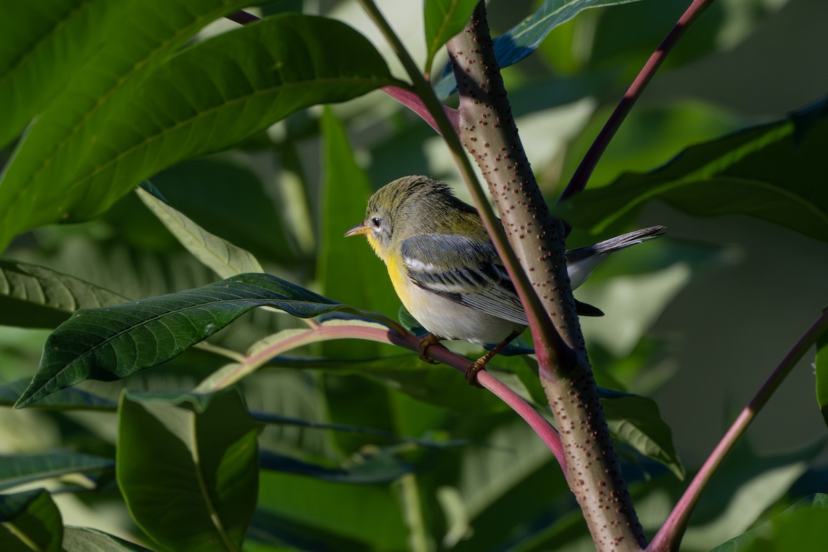 Northern Parula - ML642906731
